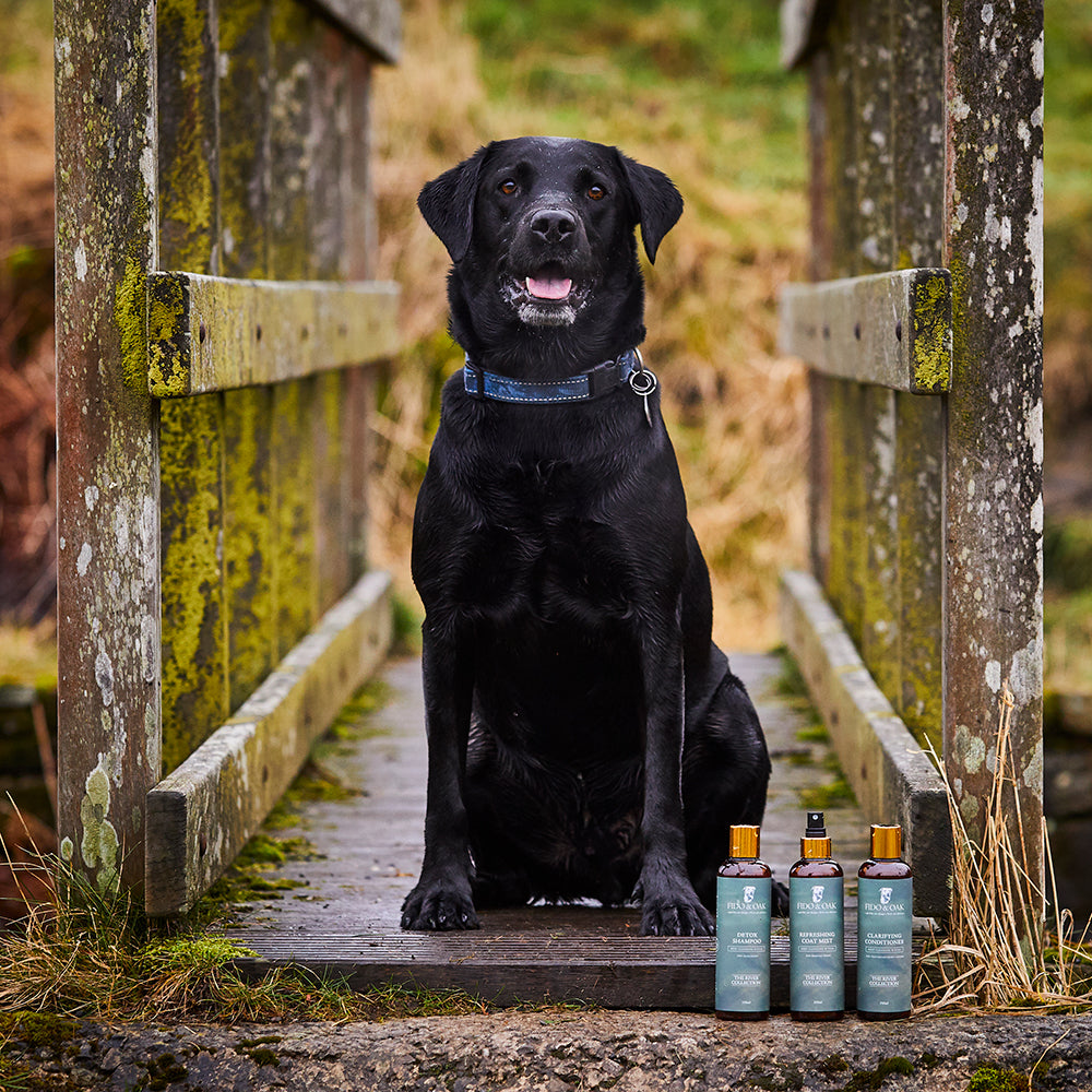 Black Labrador sitting on a wooden bridge next to Fido & Oak dog shampoo, conditioner and coat mist.