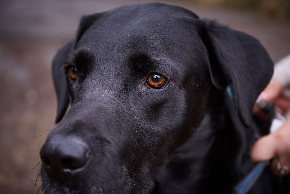Close up of black Labrador dog