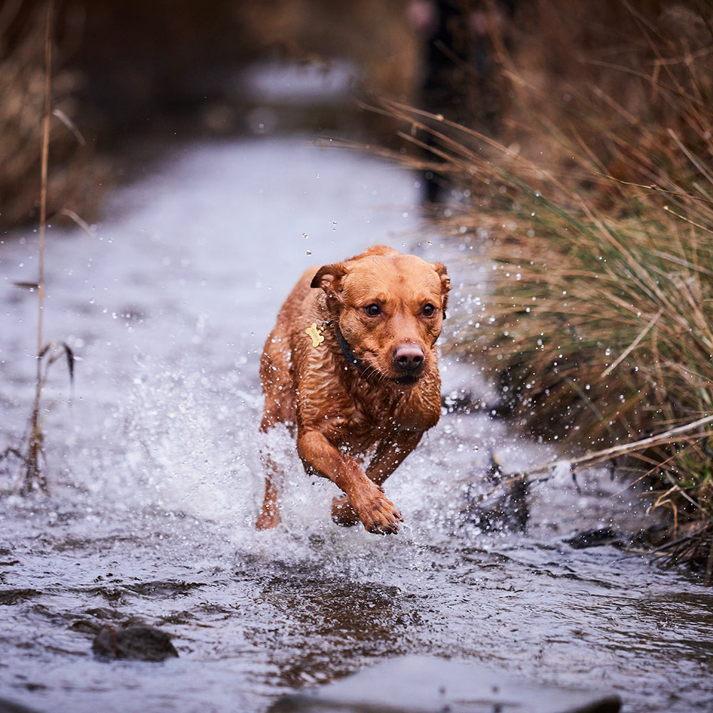 Labrador running through shallow river water