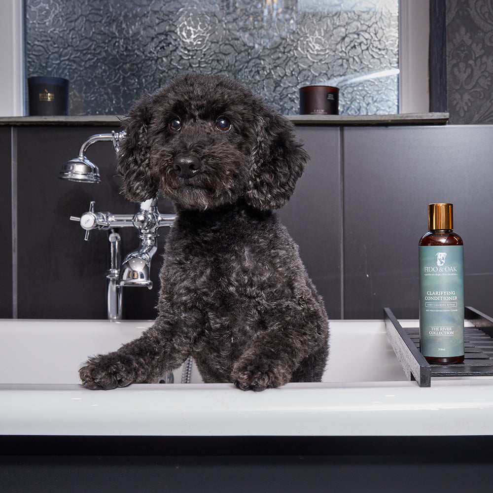 Dog sitting in a bath next to a bottle of Fido & Oak detox shampoo