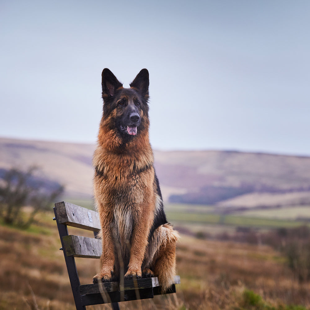 German Shepherd sat on a wooden bench outdoors