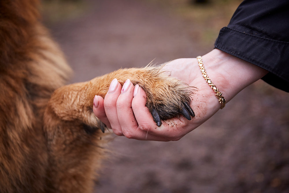 Dog giving paw to owner
