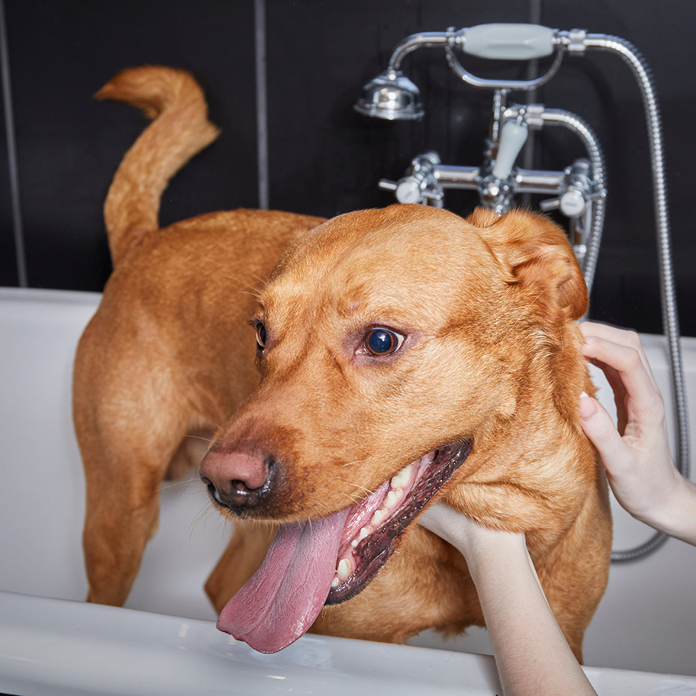 Dog being bathed in bathtub