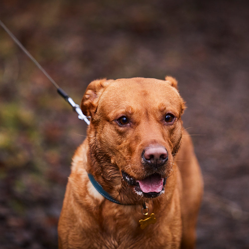 Labrador dog on lead outdoors